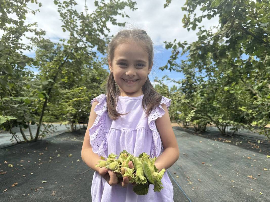 Yurt dışına tonlarca ihraç ediliyor: Hasat başladı! Fındıkta rekor rekolte bekleniyor 20